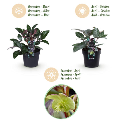 Lenteroos - Helleborus lividus Purple Marble - Paarse Bloem - ↕35cm - Ø14cm