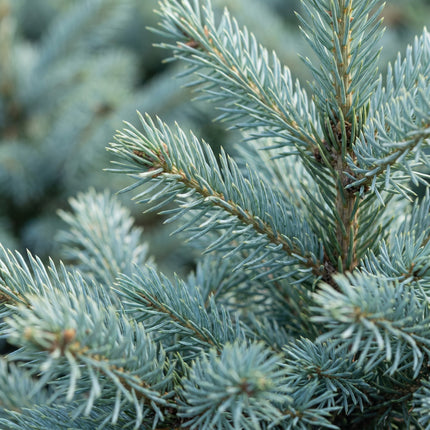 2x Picea pungens Glauca - Blauwe spar - Blauw - Kerstboom - Ø23cm - ↕60cm