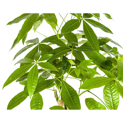 Pachira Aquatica with basket Ø21cm - ↕90 - 110cm