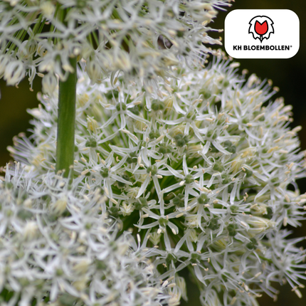 Allium White Giant - Flower Bulbs - 5x
