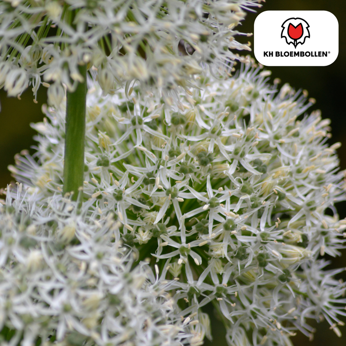 Allium White Giant - Bloembollen - 5x