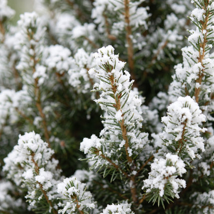 Picea glauca Conica - Kegelspar - Groen - Wit - Kerstboom - incl. zinken pot - Ø17cm - ↕65cm