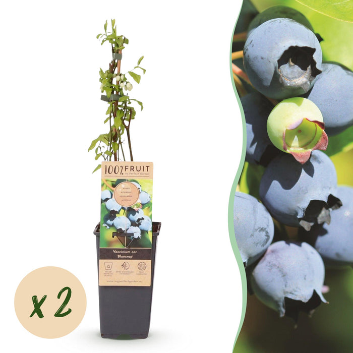 Vaccinium corymbosum Blåbær - Blåbær - Hårdfør - Blåbær - 2 planter - 15 cm potte - Højde 50 cm