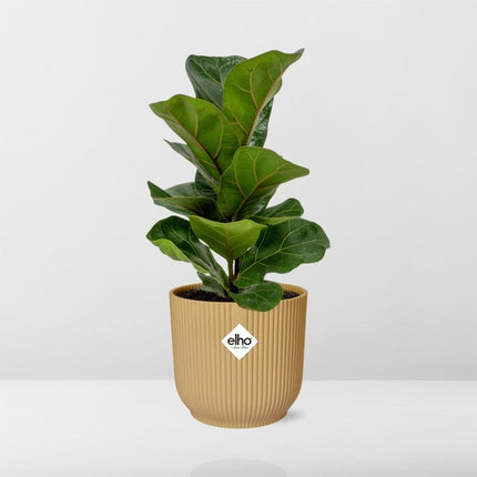 Ficus Lyrata 'Bambino' i gul elho Vibes Fold - Ø14cm