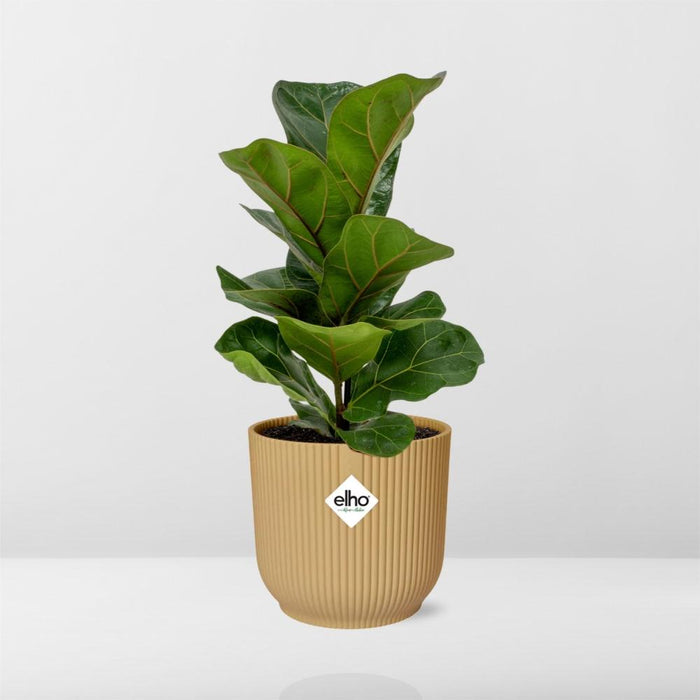 Ficus Lyrata ‘Bambino’ in elho Vibes Fold Ø14cm geel