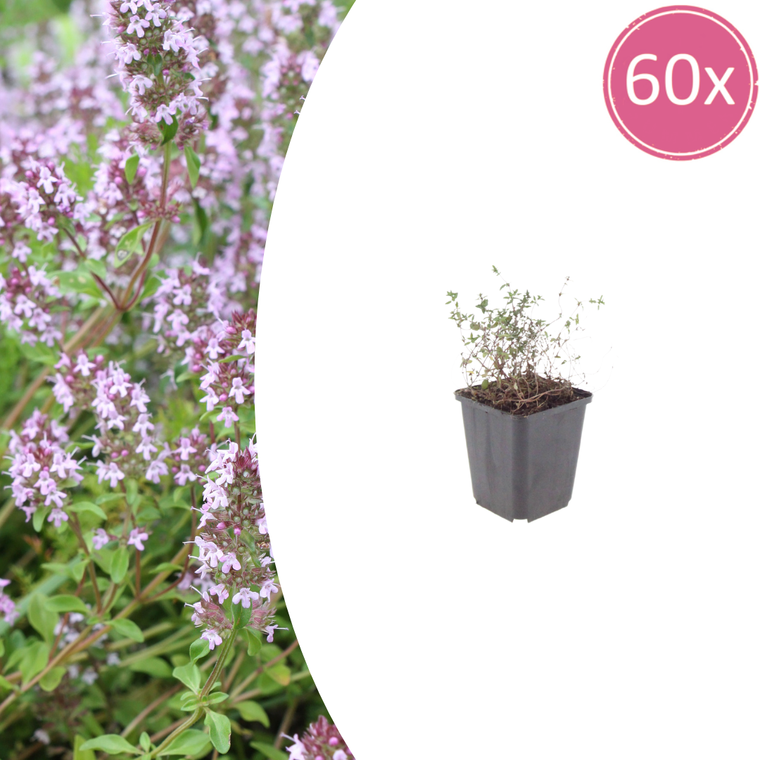 Echte Tijm (Thymus Vulgaris)