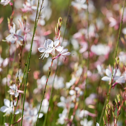 Bellissima candela - Gaura lindheimeri 'Whirling Butterflies' - ↕10-25cm - Ø9cm - 6x