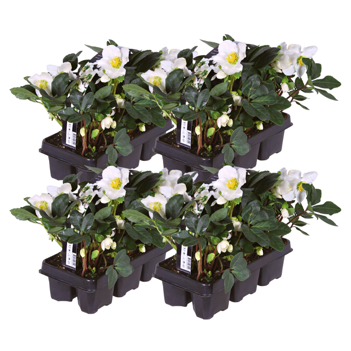 Helleborus niger ‘Christmas Carol’ – Set van 24 Kerstrozen (4 x Sixpack)
