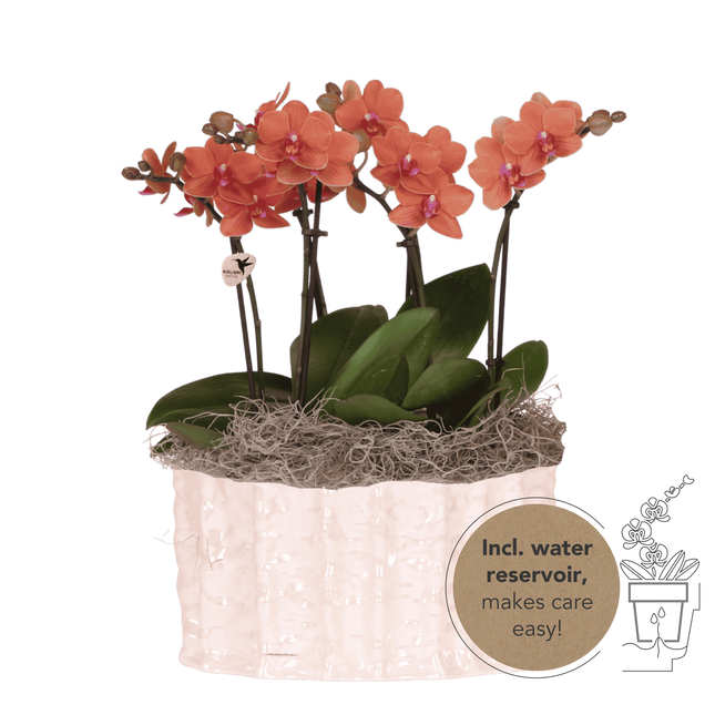 Kolibri Orchids | Oranje Jungle-bukett Mineral Bolzano i Oyster-skål