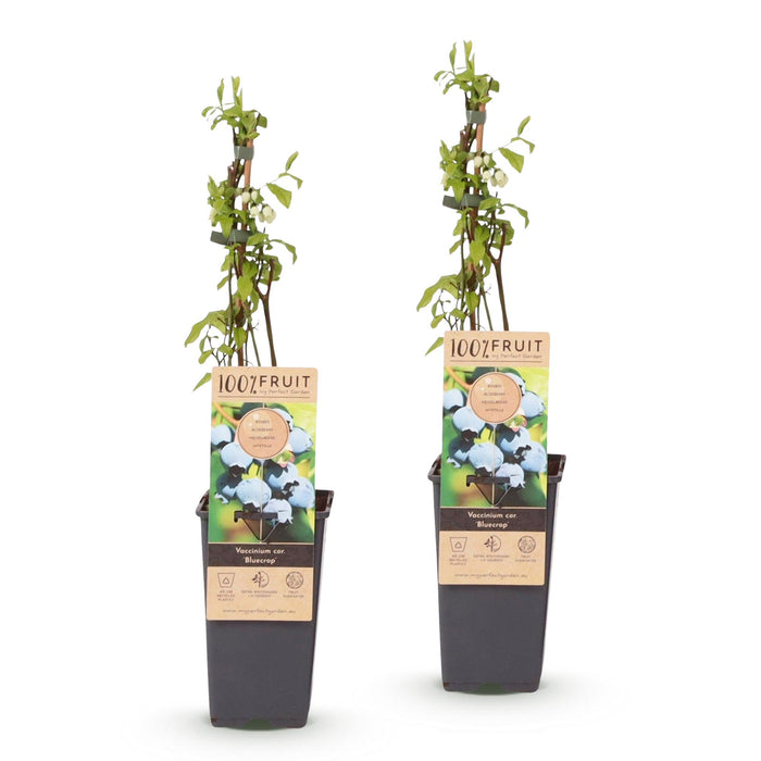 Vaccinium corymbosum Blåbær - Blåbær - Hårdfør - Blåbær - 2 planter - 15 cm potte - Højde 50 cm