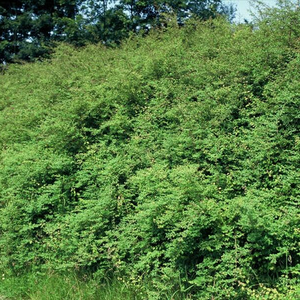 Symphoricarpos Chenaultii 'Hancock' - Sneeuwbes - ↕10-25cm - Ø9cm - 24x