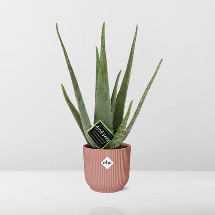 Aloe Vera 12cm in elho Vibes Fold Ø14cm pink - ↕40-50cm