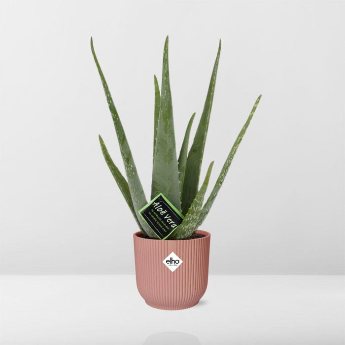 Aloe Vera 12cm in elho Vibes Fold Ø14cm roze