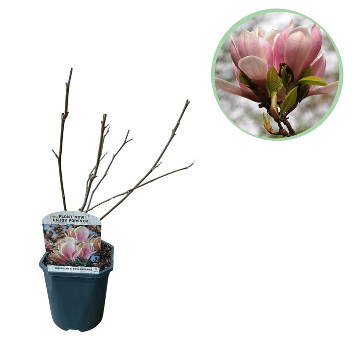 Heesters -  Magnolia Soulangiana  - Bloemen Licht Roze - 1 Plant - Bladverliezend - Weinig Onderhoud - Pot 17cm Hoogte 45cm