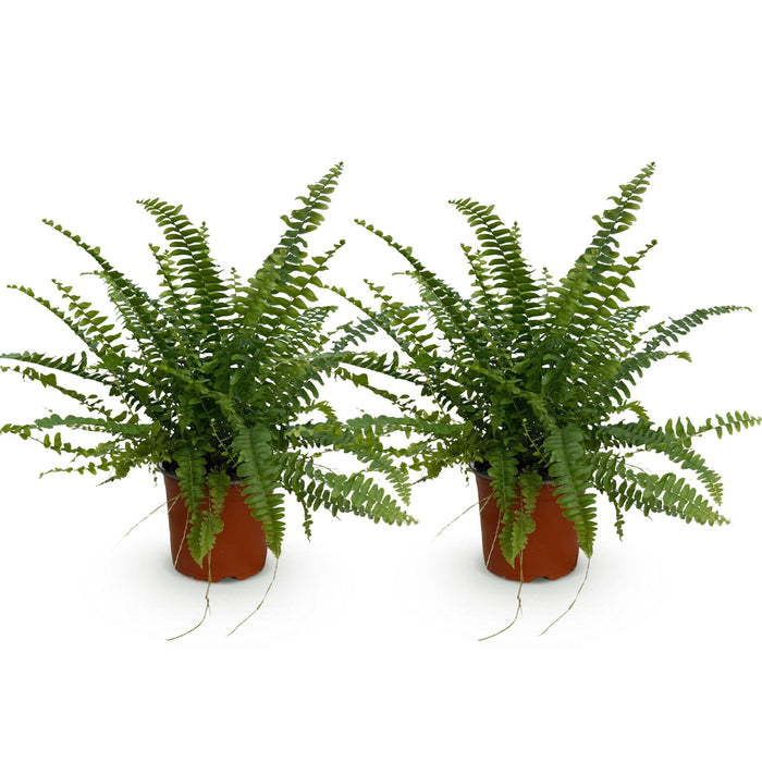 Nephrolepis exaltata Green Lady - Krulvaren - 2x - Pot 12cm - Hoogte 28-30cm