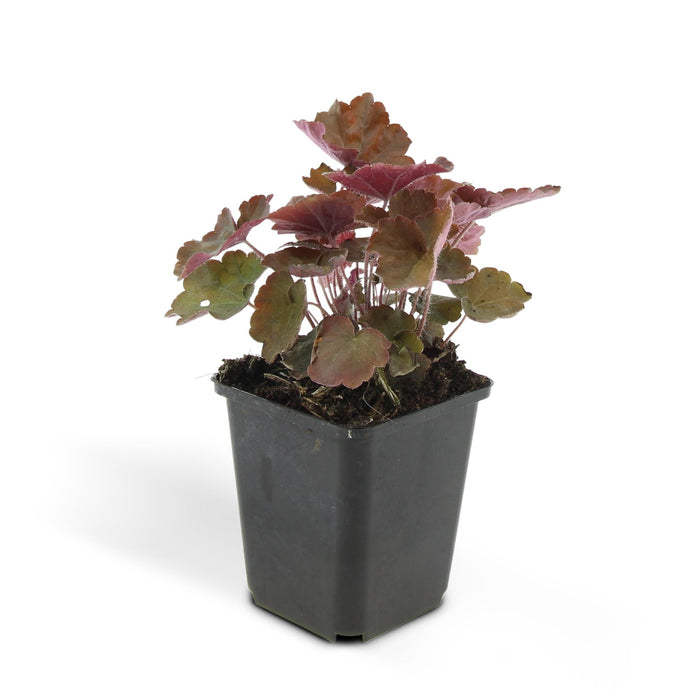 Heuchera mic. 'Palace Purple' - ↕10-25cm - Ø9cm - 24x