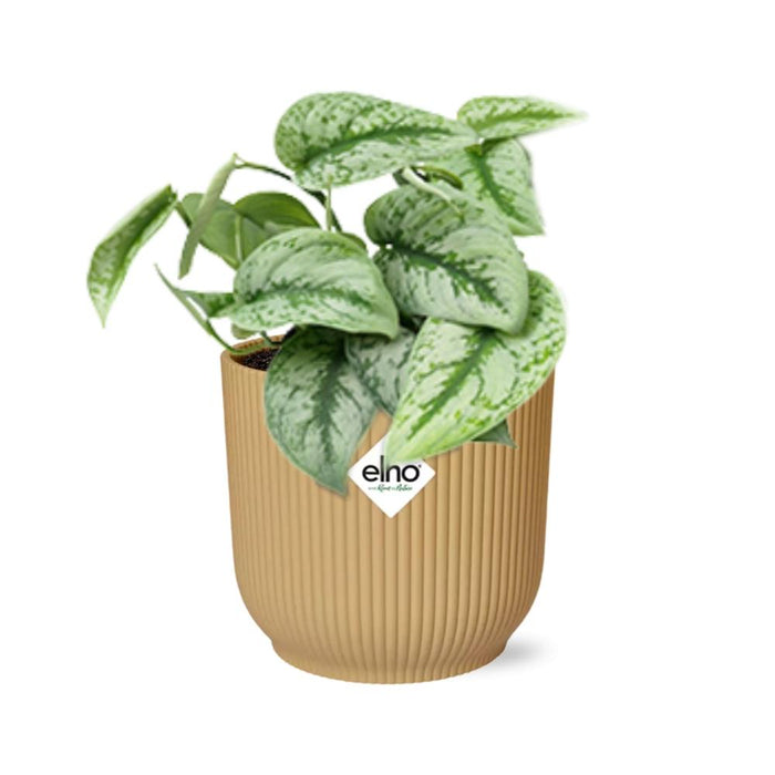 Scindapsus Pictus ‘Trebie’ in elho Vibes Fold Ø14cm geel