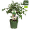 Fruitboompjes & Fruitplanten