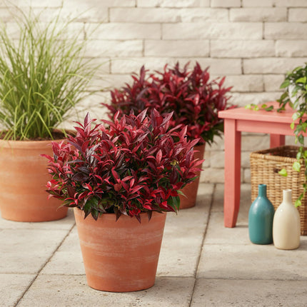 Leucothoe Zeblid - Red - 2 Plants - Evergreen - Low Maintenance - Pot 17cm Height 45cm