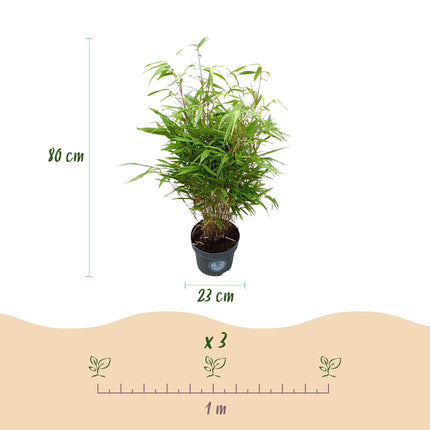 Fargesia Rufa - Niet Woekerende Bamboe - ↕80cm - Ø23cm - 2x