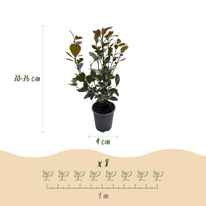 Photinia Lille Rødhals - 1 Løbemeter - ↕30-35cm - Ø9cm - 8x