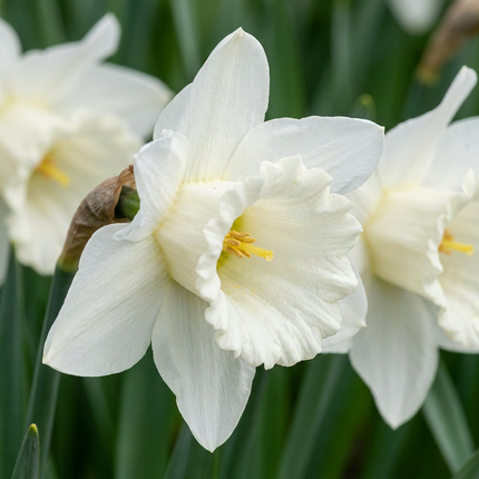 30x Narcissus Mount Hood - Bloembollen - Trompetnarcis - Wit - Voorjaarsbloeier - Bolmaat 10/12