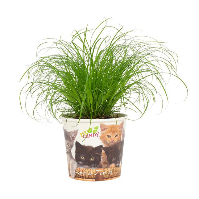 Cyperus Zumula - Cup Pet Candy Cat - ↕23cm - Ø12cm