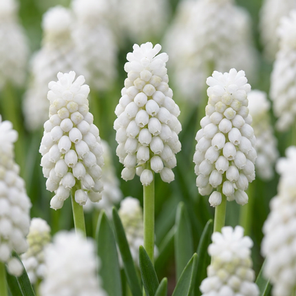 100x Muscari White Magic - Bloembollen - Witte druifhyacint - Wit - Verwilderingsbol - Bolmaat 6/7