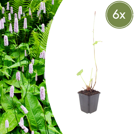 Persicaria amplexicaulis 'Alba' - Duizendknoop - ↕10-25cm - Ø9cm - 6x