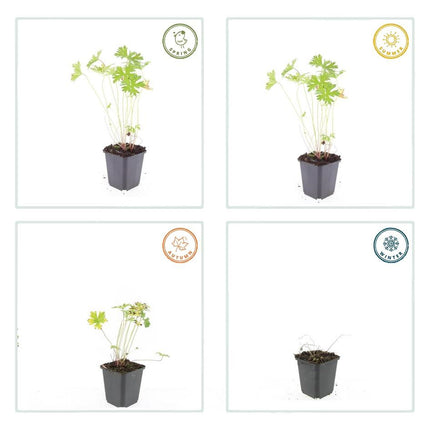 Geranium 'Johnson's Blue' - Ooievaarsbek - ↕10-25cm - Ø9cm - 24x