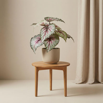 Artificial Begonia plant in pot - ↕26 cm