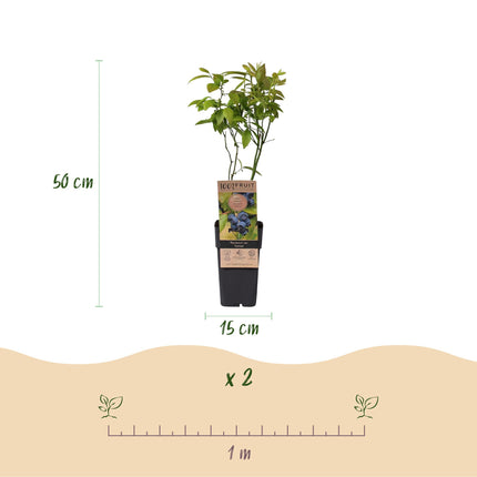 Vaccinium corymbosum Patriot - Bilberry - Hardy - Blueberry - 2 Plants - 15cm Pot - Height 50cm