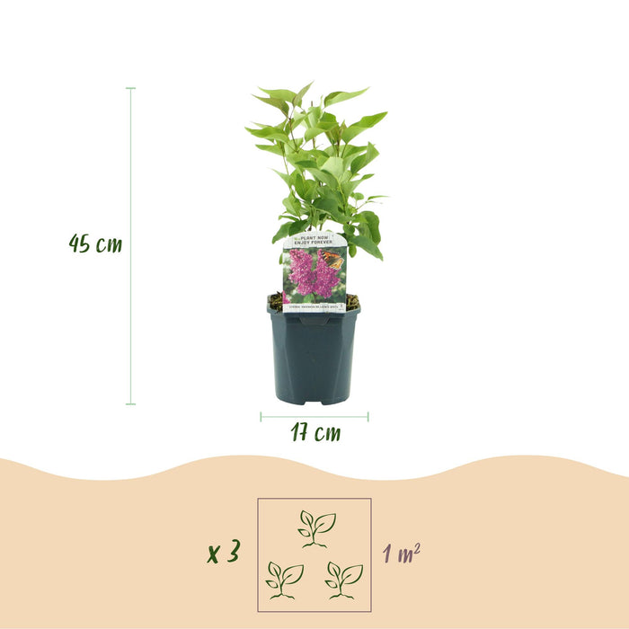 Syringa vulgaris Ludwig Spath - Almindelig Syren - Lilla - ↕45cm - Ø17cm