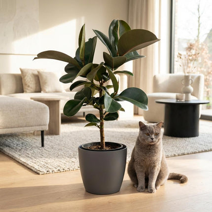 Ficus Elastica Cloe - Roślina gumowa - w szarej doniczce - ↕65cm - Ø19cm