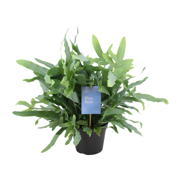 Phlebodium Blue Fern - Blauwvaren - ↕40cm - Ø14cm