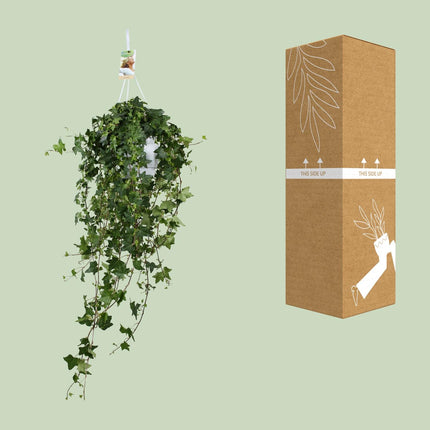 Hedera Helix Pitsburg - Planta colgante XXL - ↕90cm - Ø17cm