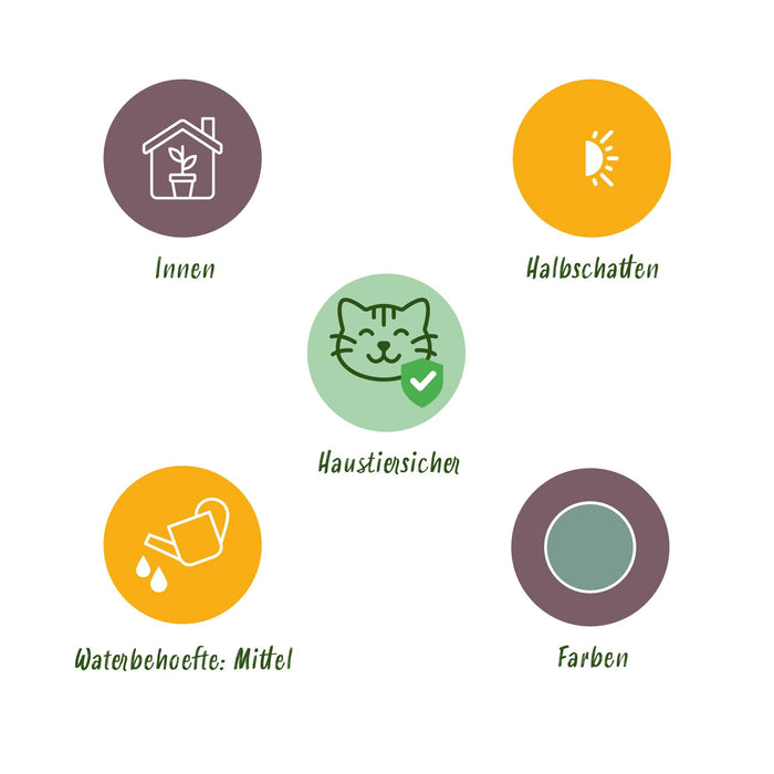 Phlebodium aureum Blue Star - Blauwe Varen - Huisdiervriendelijk - Blauw - 2 Planten - Pot 12cm - Hoogte 25-30cm