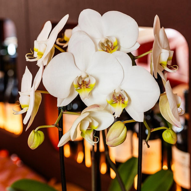 Kolibri Orchids | Combi Deal - 4 Witte Phalaenopsis Orchideeën Niagara Fall White - Ø12 cm