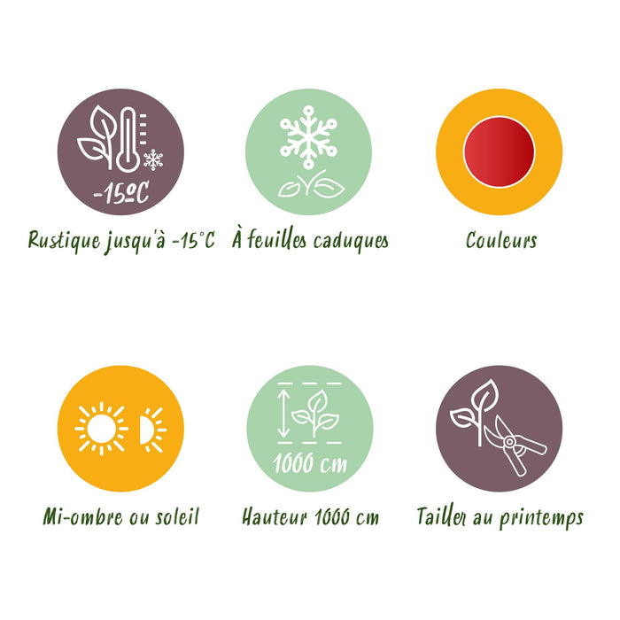 Cercidiphyllum japonicum - Groen 3 Planten - Bladverliezend - Weinig Onderhoud - Pot 12cm Hoogte 35cm