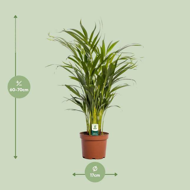 Palmera Areca (Dypsis Lutescens) - Palmera Dorada - ↕65cm - Ø17cm