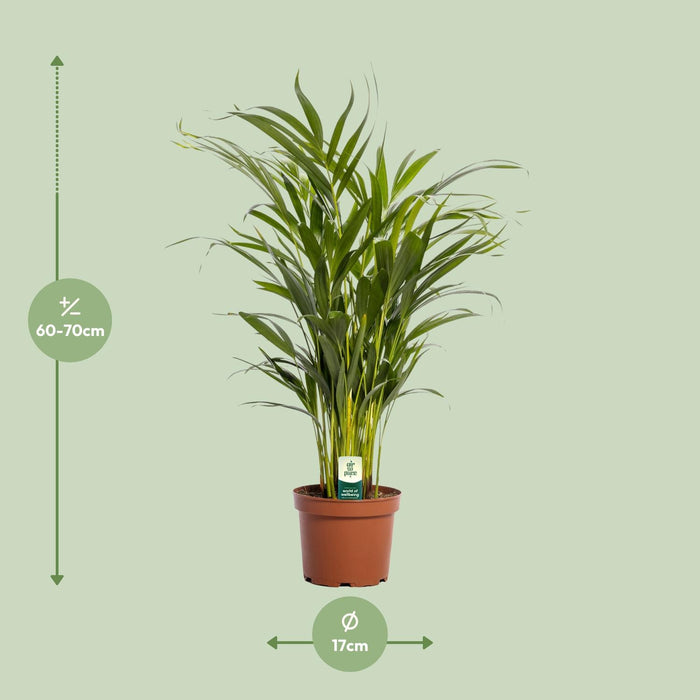 Areca Palm (Dypsis Lutescens) - Goudpalm - ↕65cm - Ø17cm