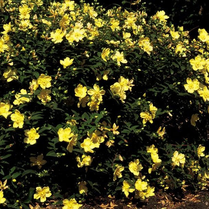 Hypericum 'Hidcote' - ↕10-25cm - Ø9cm - 24x
