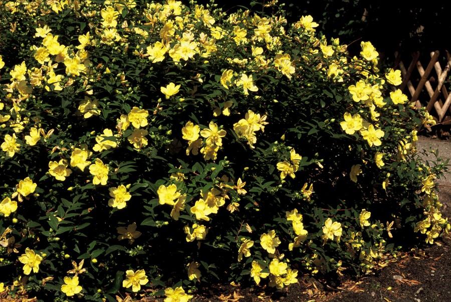 Hypericum 'Hidcote' - ↕10-25cm - Ø9cm - 24x