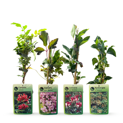 Klimplanten Rainbow Colourfull - Regenboog klimplant 12x - Licht Roze - Wit - Paars - Klimplant - Ø9cm - ↕35cm