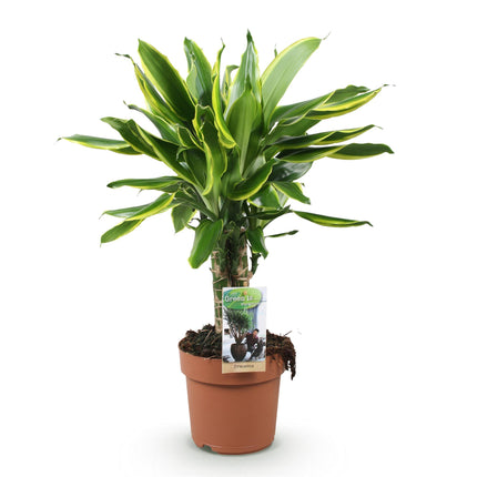 Dracaena fragrans Golden Coast - Dragon Tree - ↕50-55cm - Ø17cm