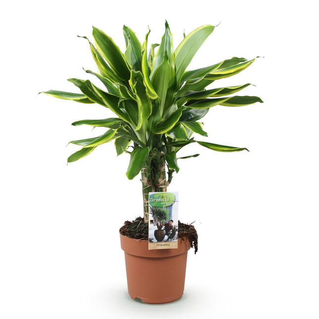 Dracaena fragrans Golden Coast - Arbre Sang-Dragon - Pot de 17 cm - Hauteur 50-55 cm