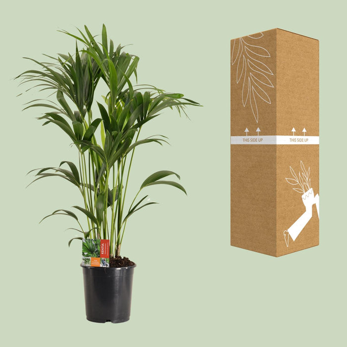 Howea Forsteriana - Kentia Palm - ↕120cm - Ø24cm