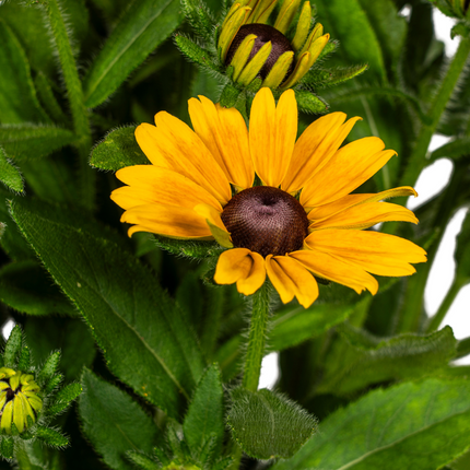 Rudbeckia Summerina - ↕45-60cm - Ø19cm