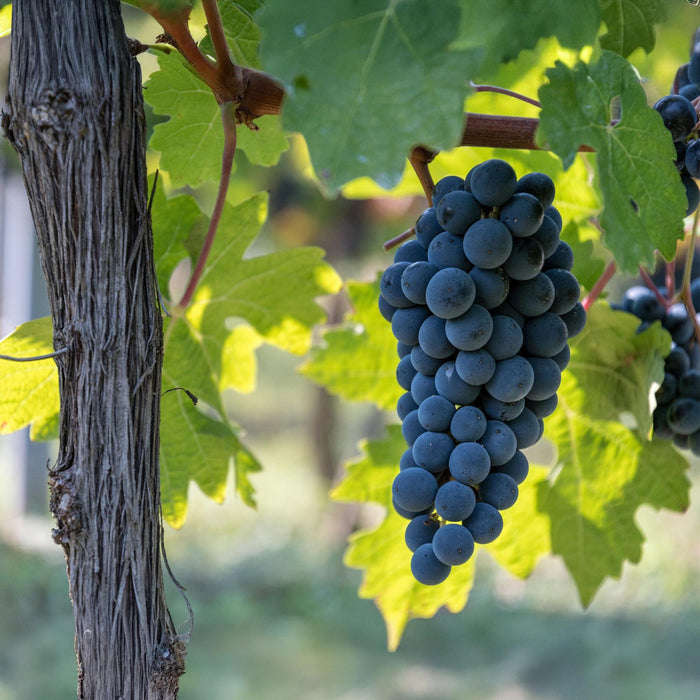 Fruitplant - Blauwe Druif - Vitis vinifera Boskoop Glory - 2 planten - Pot 15cm Hoogte 50cm