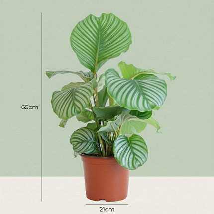 Calathea Orbifolia - Pauwenplant - ↕60-70cm - Ø21cm